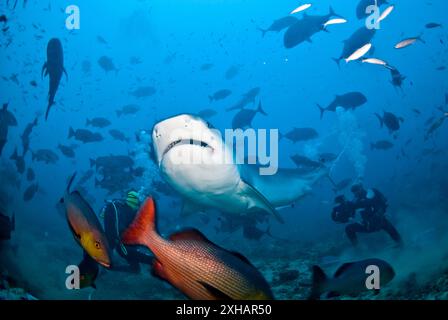 tigerhai, Galeocerdo cuvier, Fidschi, Südpazifik Stockfoto