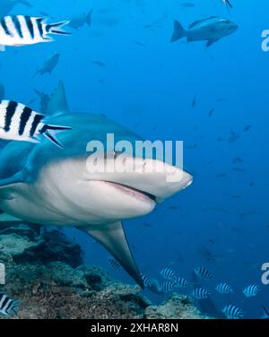 Bullenhai, Carcharhinus leucas, Beqa Lagune, Fidschi, Südpazifik Stockfoto