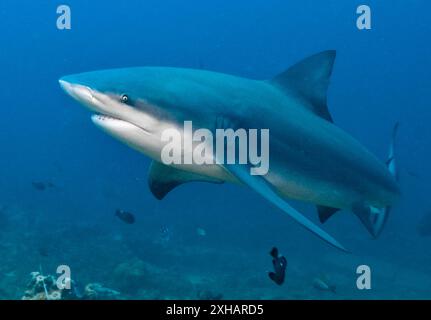 Bullenhai, Carcharhinus leucas, Beqa Lagune, Fidschi, Südpazifik Stockfoto