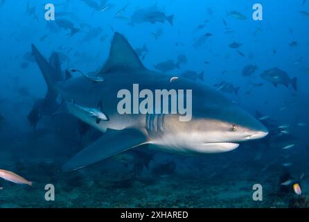 Bullenhai, Carcharhinus leucas, Beqa Lagune, Fidschi, Südpazifik Stockfoto