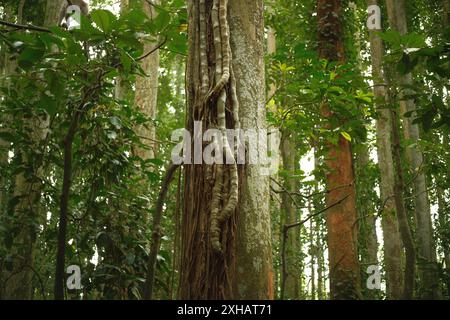 Die Wurzeln der Kletterpflanzen verschlungen sich um die Stämme großer Bäume im tropischen Wald Stockfoto