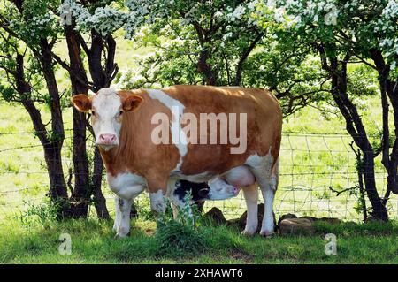 Simmentale Kuh säugt belgisches Blaukalb auf Farm in der Nähe von Bushmills, County Antrim, Nordirland Stockfoto