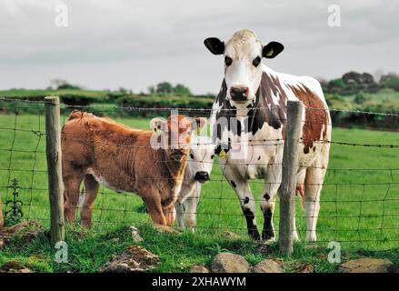 Milchvieh auf der Farm in der Nähe von Bushmills, County Antrim, Nordirland. Kuh und Kälber Stockfoto