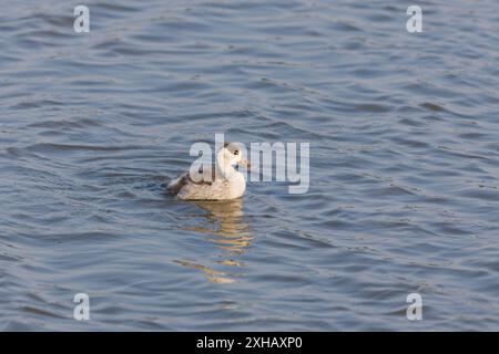 Gemeinsame Schutzente Tadorna tadorna, Entlein schwimmen, RSPB Minsmere Reserve, Suffolk, England, Juni Stockfoto