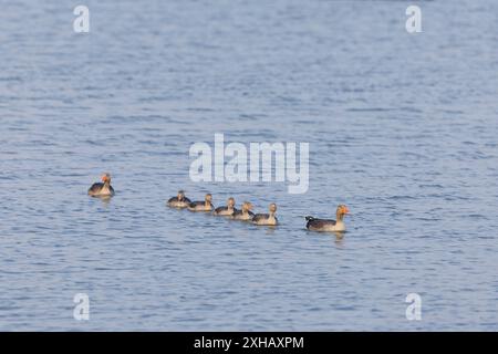 Graugans-Anser-Anser, Erwachsene Paar und 5 große Schwimmbäder, RSPB Minsmere Reserve, Suffolk, England, Juni Stockfoto