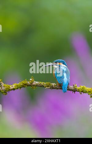 Gewöhnlicher eisvogel Alcedo atthis, erwachsener Mann auf moosigem Ast, Suffolk, England, Juli Stockfoto