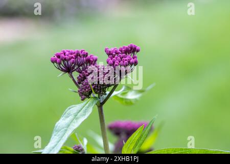 Abstrakter Texturhintergrund des aufblühenden Rosen-Sumpfmilchweed (asclepias incarnata) blüht in einem Kräutergarten mit defokussiertem Hintergrund Stockfoto