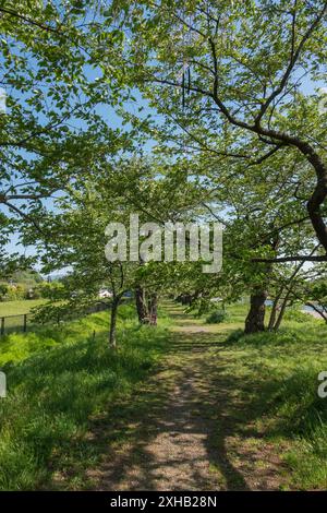 Ein ruhiger Spaziergang durch den Hinokinaigawazutsumi Someiyoshino Kirschblütenpfad im Hinokinaigawa Tsutsumi Park, Kakunodate, Japan. Anfang Mai, die ch Stockfoto