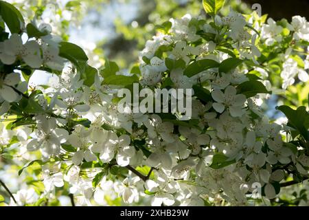 Ein Spaziergang durch die Samurai Street in Kakunodate: Die spätblühende Yamazakura (Kirschblüten) in der Frühlingssonne. Stockfoto