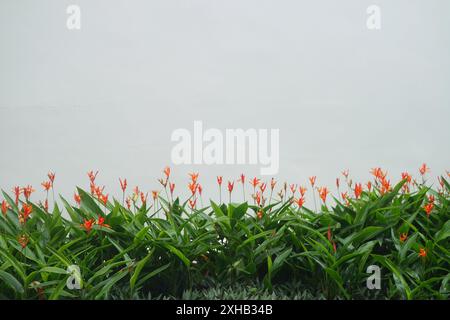 Schöne orange Blumen auf weißem Wandhintergrund mit Kopierraum für Text Stockfoto