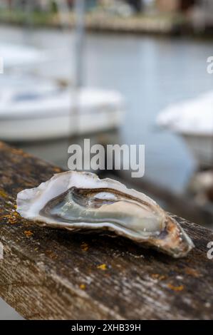 Essen von frischen lebenden Austern mit Zitrone und Brot im Farmcafé im Austerndorf, mit Blick auf Boote und Wasser der Bucht von Arcachon, Gujan Stockfoto