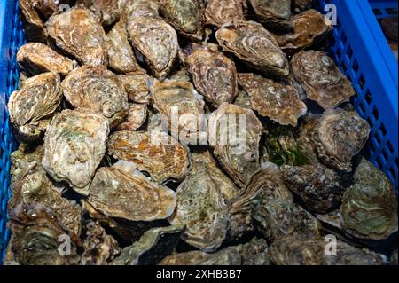 Frische lebende Austern verschiedener Größen in der Markthalle, die zum Mittagessen gegessen werden können, aus nächster Nähe, aus Austernzuchtdorf, Arcachon Bay, Gujan-Mestras, Bor Stockfoto