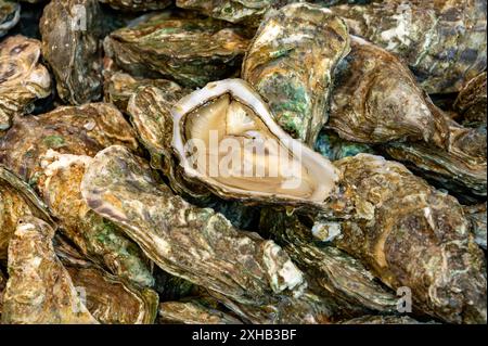 Frische lebende Austern verschiedener Größen in der Markthalle, die zum Mittagessen gegessen werden können, aus nächster Nähe, aus Austernzuchtdorf, Arcachon Bay, Gujan-Mestras, Bor Stockfoto