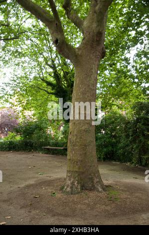 Kleiner Zirkus mit großem Baum und vielen kleineren Bäumen und Büschen am Rand. Stockfoto