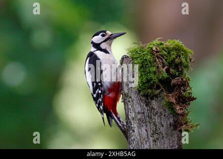 GROSSER GEFLECKTER SPECHT (Dendrocopos Major) männlicher Vogel auf einem Stumpf, Großbritannien. Stockfoto