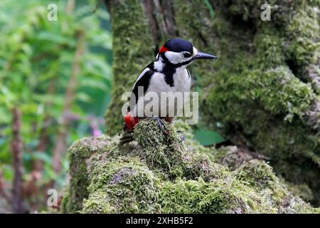 TOLLER SPOTSPECHT, männlicher Vogel, UK. Stockfoto