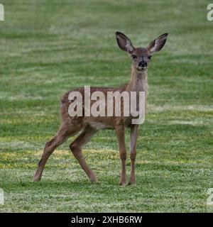 Weißfleckige Schwarzschwanzhirschfawn grasen in Alert. Quail Hollow County Park, Santa Cruz County, Kalifornien, USA. Stockfoto