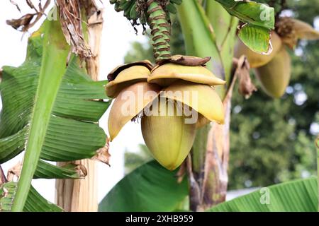Bananenblume und junge Banane am Baum. Stockfoto
