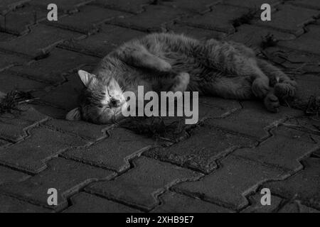 Sonnenverwöhnter Schlaf. Das ruhige Nickerchen einer streunenden Katze auf einem sonnendurchfluteten Betonboden. Süße Träume. Schwarz-weiß. Stockfoto