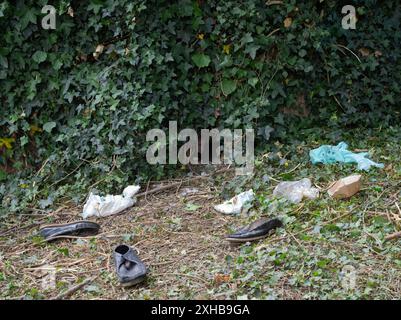 Rotfuchs, Vulpes vulpes, Eingang in einem mit Efeu bedeckten Gartenzaun mit Essensresten, Müll und abgeflachten Schuhen vor dem Eingang, London, Großbritannien Stockfoto