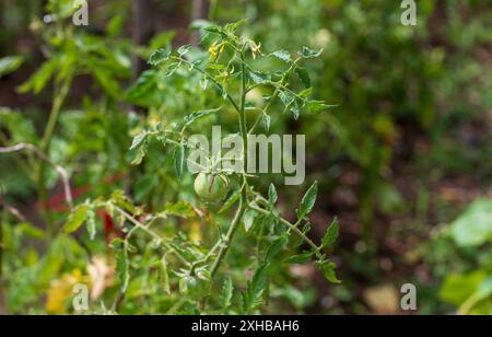 Nahaufnahme grüner Tomaten nach Regen Stockfoto