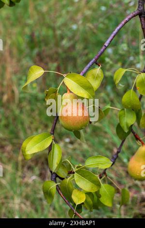 Birnen auf dem Baum nach Regen Bild Stockfoto