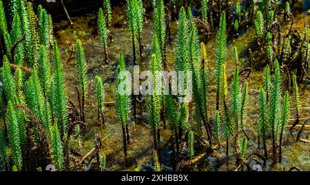 Hippuris vulgaris - Stutenschwanz wächst im Frühjahr im Teich. Stockfoto