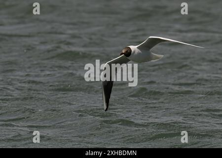Eine Schwarzkopfmöwe (Chroicocephalus ridibundus) im Flug über eine plätschernde Wasseroberfläche an einem sonnigen Tag Stockfoto