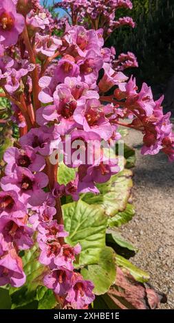 Bergenia vulgaris ist eine Gattung blühender Pflanzen aus der Familie Bergenaceae. Stockfoto