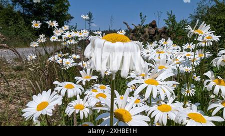 Weiße Gänseblümchen auf einer Wiese in Bayern Stockfoto