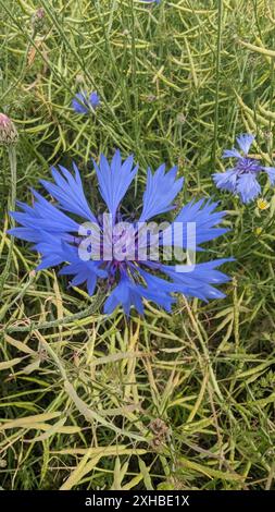 Blaue Kornblumen (Centaurea cyanus) auf dem Feld Stockfoto