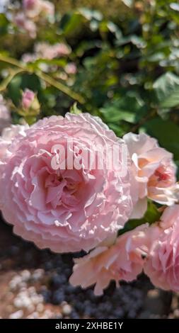 Wunderschöne rosa Rose im Garten, Nahansicht Stockfoto