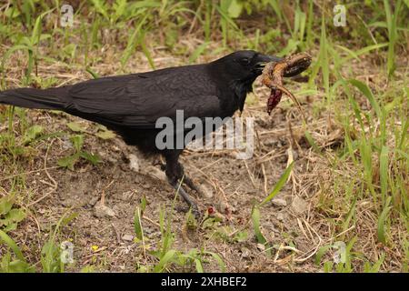 Aas-Krähe (Corvus corone) ist ein Passerinvogel der Familie Corvidae und der Gattung Corvus. Diese Krähe isst Sumpf-Aal, aufgenommen in Japan. Stockfoto