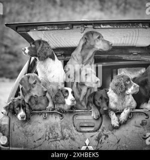 Eine Gruppe arbeitender Waffenhunde in einem Geländewagen in der Rievaulx Abbey bei Helmsley in North Yorkshire, England. Stockfoto