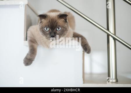 Porträt einer britischen Blaupunkt-Faltkatze Stockfoto