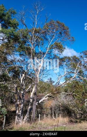 Eine Gruppe hoher weißer Bäume des Eucalyptus tereticornis, die allgemein als Waldroter Kaugummi, Blaugummi oder roter Irong bekannt ist. Es ist ein einheimischer Baum in Tasmanien Stockfoto