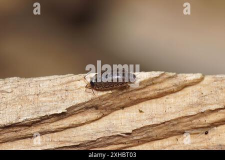 Großaufnahme Philoscia muscorum, die gewöhnliche gestreifte Holzlouse oder schnelle Holzlouse auf einem Stück Holz. Familie Philosciidae. Sommer, Juli, Niederlande Stockfoto