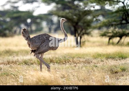 Somalischer Strauß im samburu-Nationalpark (CTK Photo/Ondrej Zaruba) Stockfoto