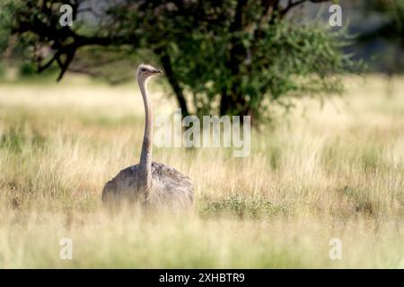 Somalischer Strauß im samburu-Nationalpark (CTK Photo/Ondrej Zaruba) Stockfoto