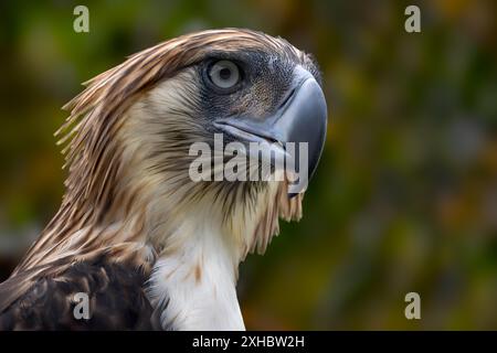 Philippinischer Adler - Pithecophaga jefferyi, Porträt der schönen großen, vom Aussterben bedrohten Adlerarten, die in den Wäldern der Philippinen endemisch sind. Stockfoto