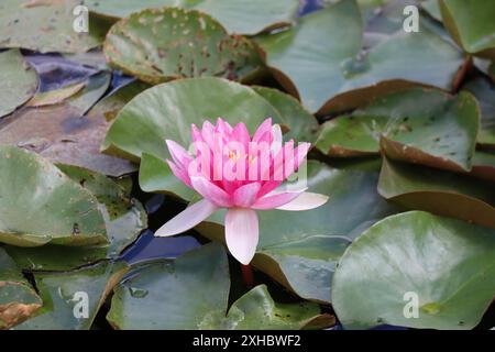 Rosa Zwerglilie auf einem großen See Stockfoto