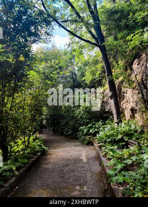 Allee der Bäume im Herbst, die Sonne scheint durch die Bäume, Nizza, Frankreich. Stockfoto