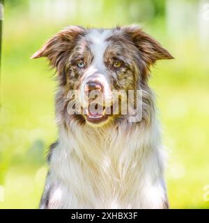 Australischer Schäferhund Stockfoto