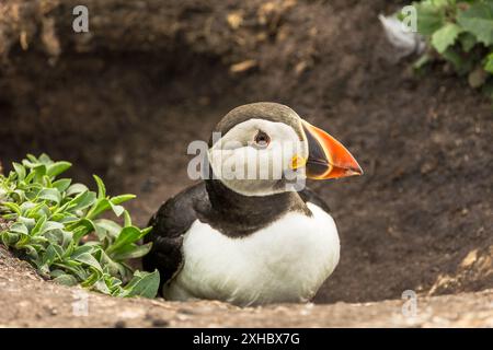 Puffin, wissenschaftlicher Name: Fratercula arctica. Nahaufnahme eines ausgewachsenen Atlantischen Papageientauchers, der während der Brutsaison aus seiner Höhle auftaucht und nach außen blickt Stockfoto