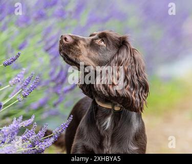 Schokoladenwirkender Cocker Spaniel in Lavendelblüten Stockfoto