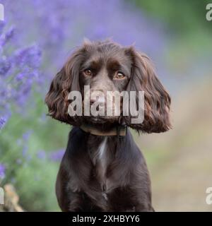 Schokoladenwirkender Cocker Spaniel in Lavendelblüten Stockfoto
