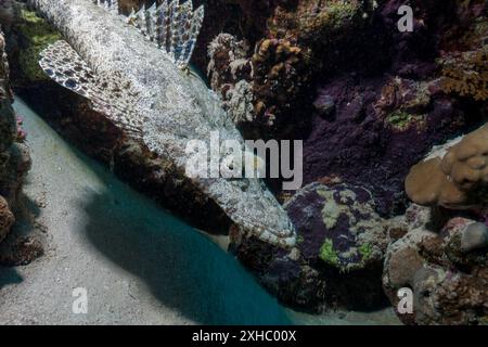 Ägypten, Marsa Alam, Abu Dabab, Krokodilfische (Cociella crocodila) Stockfoto