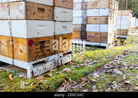 Bienenzuchtenstöcke rund um Florentine auf der Gordon River Rd im Southwest National Park in Tasmanien Australien Stockfoto