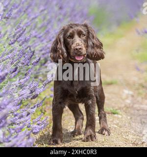 englischer Cocker Spaniel, der in Lavendel steht Stockfoto
