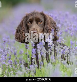 englischer Cocker Spaniel, der in Lavendelblüten sitzt Stockfoto